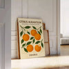 Vintage illustration of Citrus Aurantium with green leaves and orange fruit