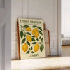 Citrus limonum botanical poster in vintage style with green and gray