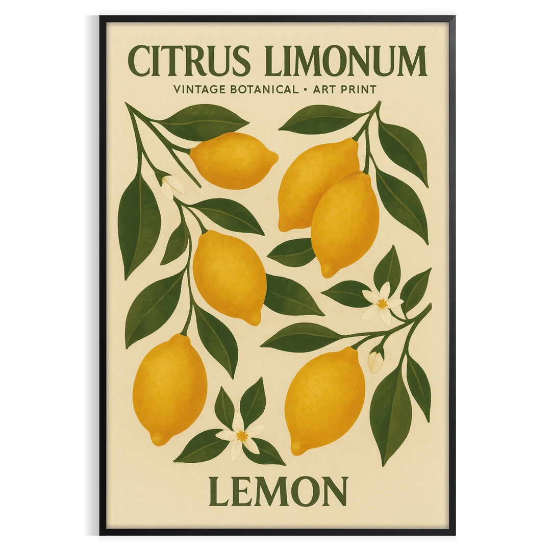 Citrus limonum botanical poster in vintage style with green and gray