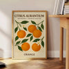 Vintage illustration of Citrus Aurantium with green leaves and orange fruit