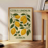 Citrus limonum botanical poster in vintage style with green and gray