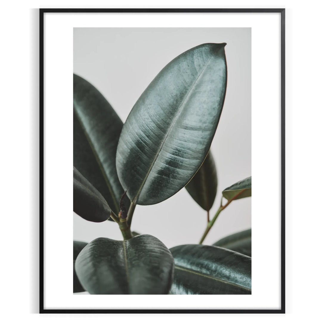 Vintage botanical photograph featuring lush green foliage against serene blue tones