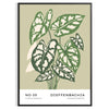 Vintage botanical illustration featuring various plants in gray and brown tones - in a black frame