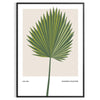 Vintage botanical illustration featuring orange and gray tones with detailed plant designs - in a black frame