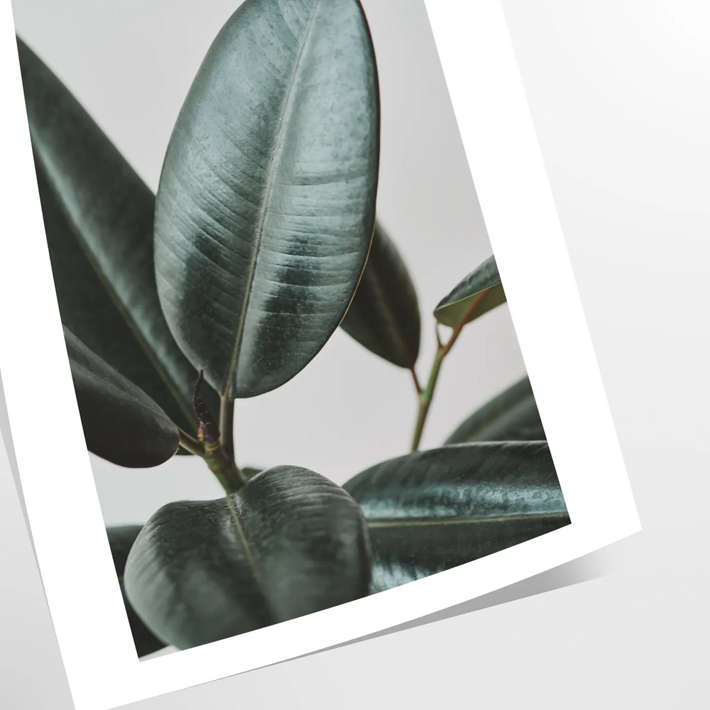 Vintage botanical photograph featuring lush green foliage against serene blue tones
