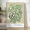 Vintage botanical illustration featuring various plants in gray and brown tones - in a bright minimalist room with a plant and an armchair