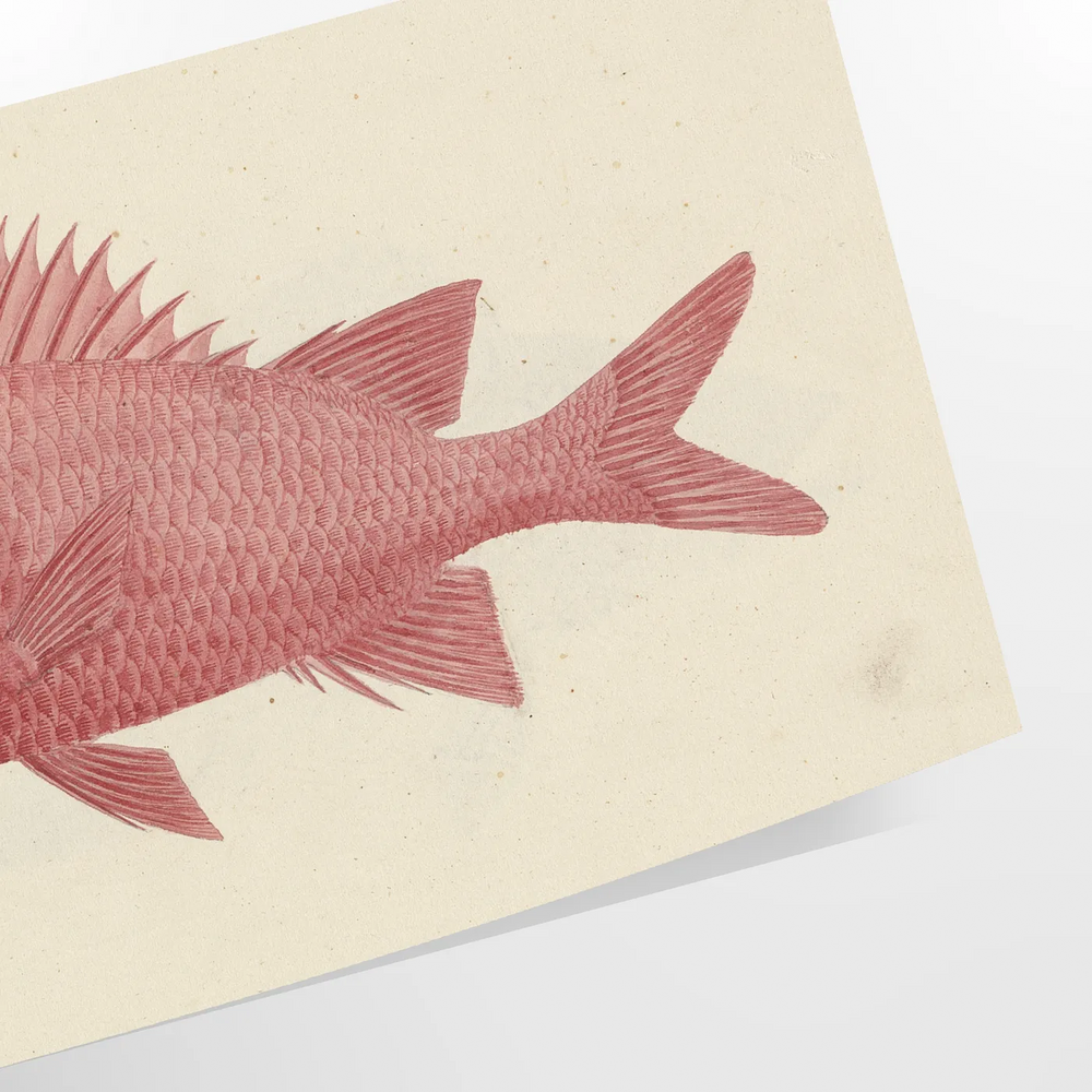 A colorful fish illustration with orange and gray tones on a textured background
