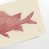 A colorful fish illustration with orange and gray tones on a textured background - as a rolled, unframed print