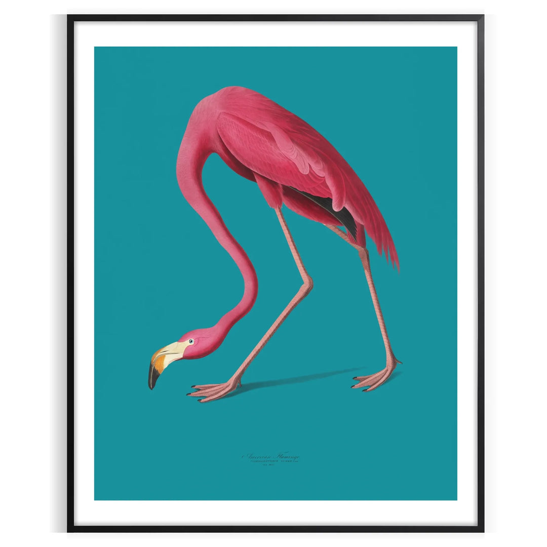 A pink flamingo standing gracefully against a soft blue background - in a black frame