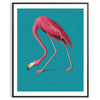 A pink flamingo standing gracefully against a soft blue background - in a black frame