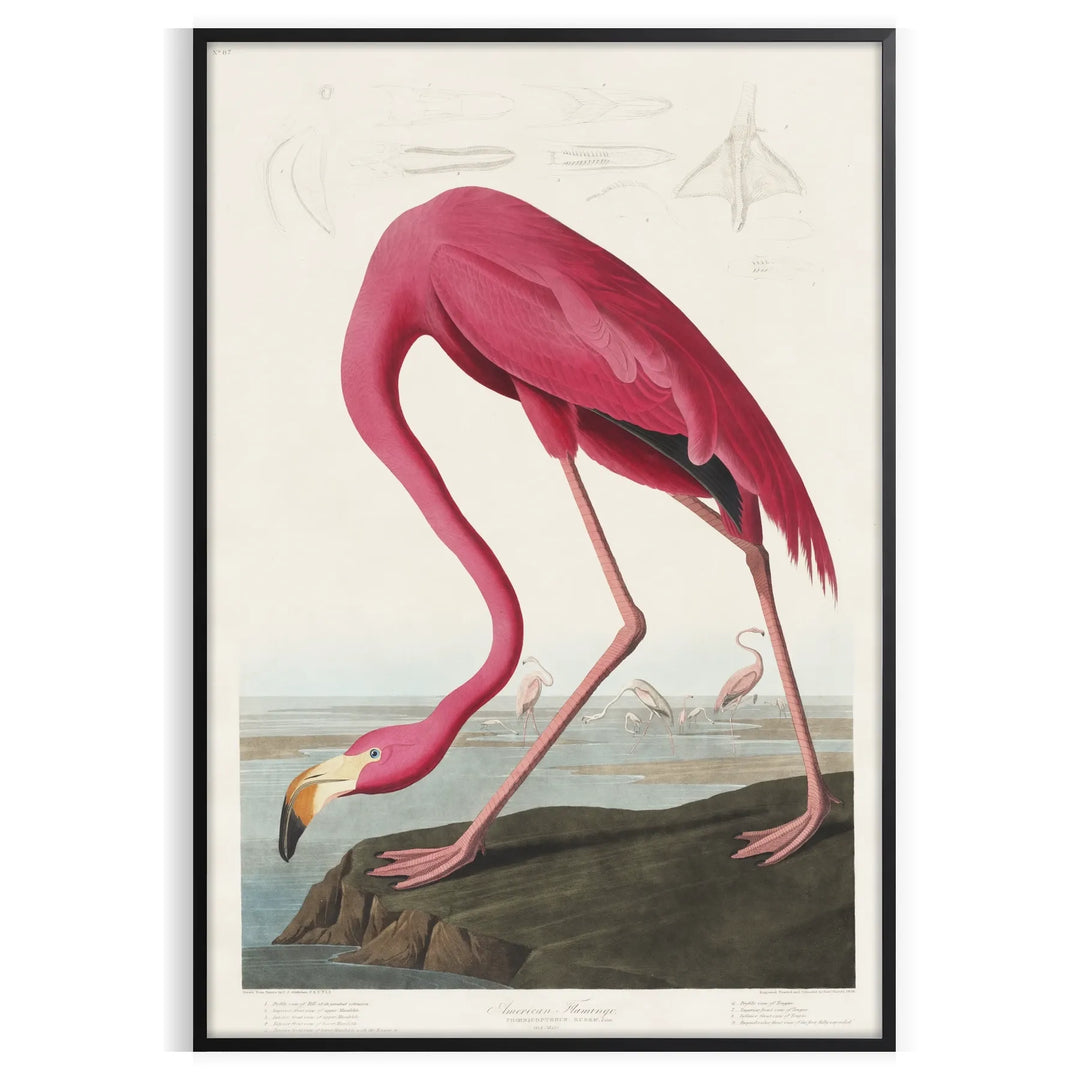Flamingos standing gracefully against a soft gray and green background