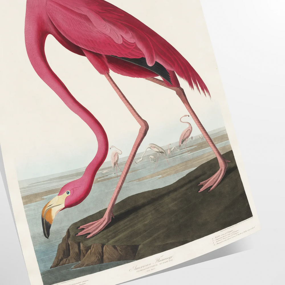 Flamingos standing gracefully against a soft gray and green background