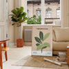 A botanical illustration featuring various green plants on a textured gray background - in a Parisian living room with a sofa and a fig plant