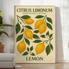 Citrus limonum botanical poster in vintage style with green and gray