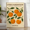 Vintage illustration of Citrus Aurantium with green leaves and orange fruit